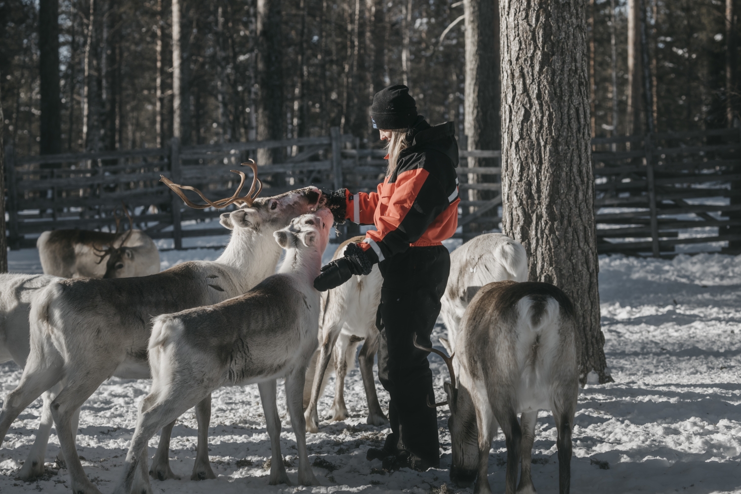 Lapland Hotels ja Lapland Safaris aloittavat koko henkilöstön yt-neuvottelut
