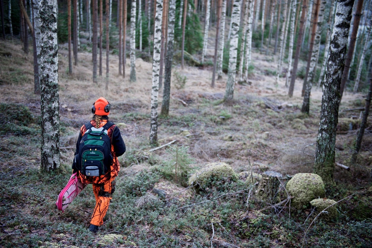 Metsähallitus myi  85 000 kappaletta, missä lisäystä oli 16 prosenttia.