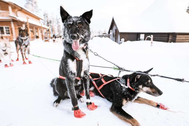 Suomalaisia kiinnostavat erityisesti lyhyet huskyajelut, joissa pääsee kokeilemaan aktiviteettia matalalla kynnyksellä”, Villi Pohjolan toimitusjohtaja Sami Päivike kertoo.