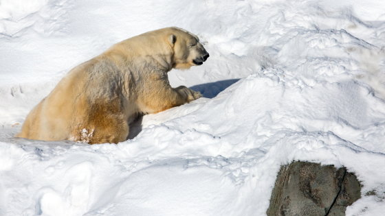 Jääkarhu Ranuan eläintarhassa. Kuva: Kavram Getty Images